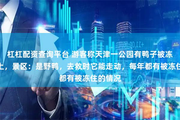 杠杠配资查询平台 游客称天津一公园有鸭子被冻在冰面上，景区：是野鸭，去救时它能走动，每年都有被冻住的情况